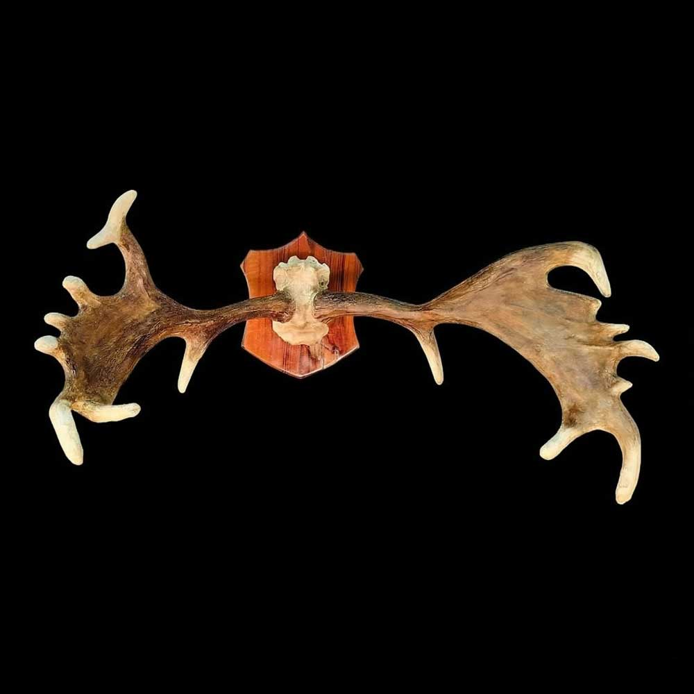 Chifre de Cervo em Moldura