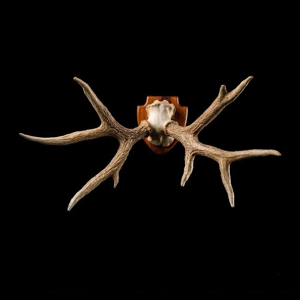 Chifre de Cervo em Moldura