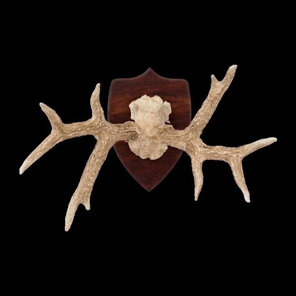 Chifre de Cervo em Moldura