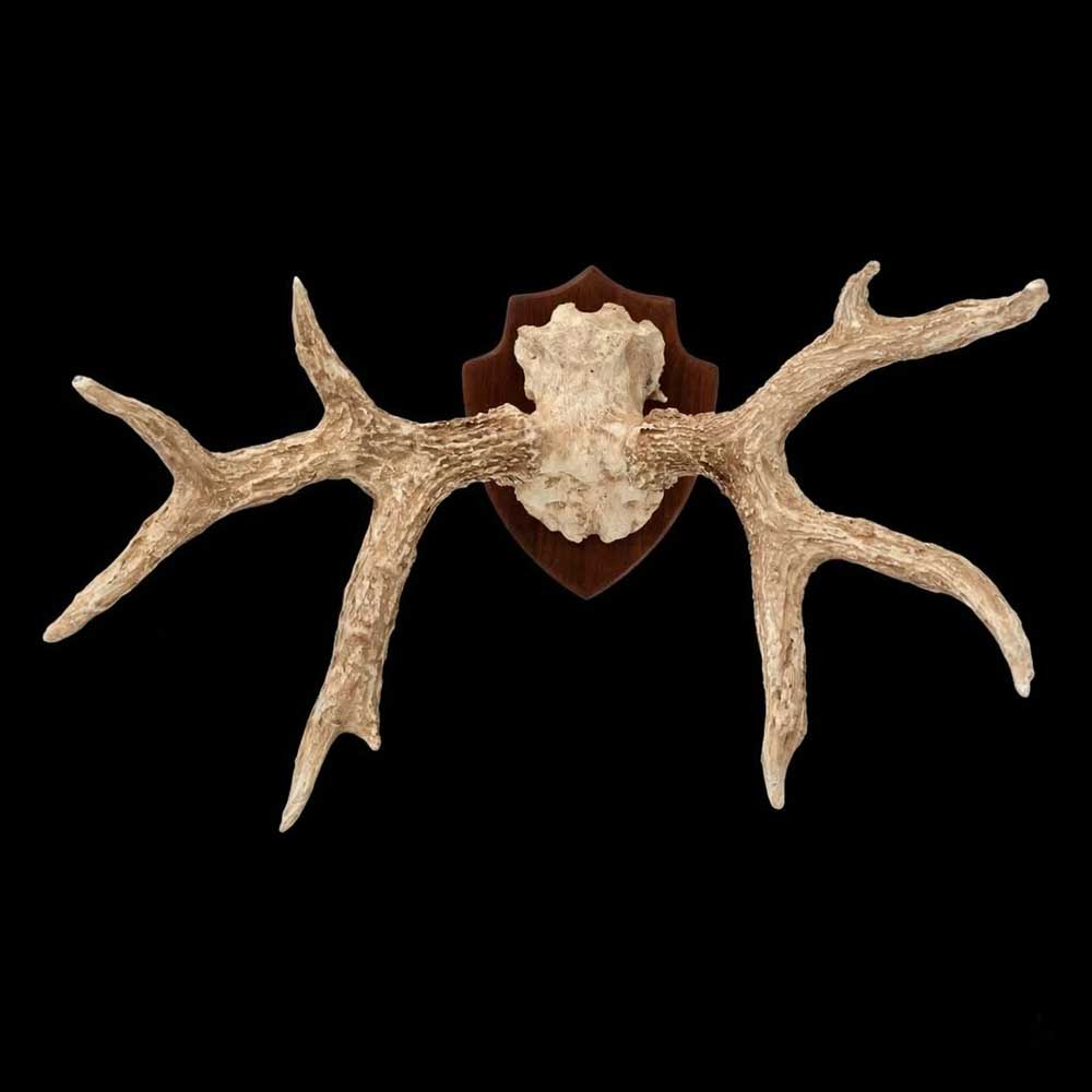 Chifre de Cervo em Moldura