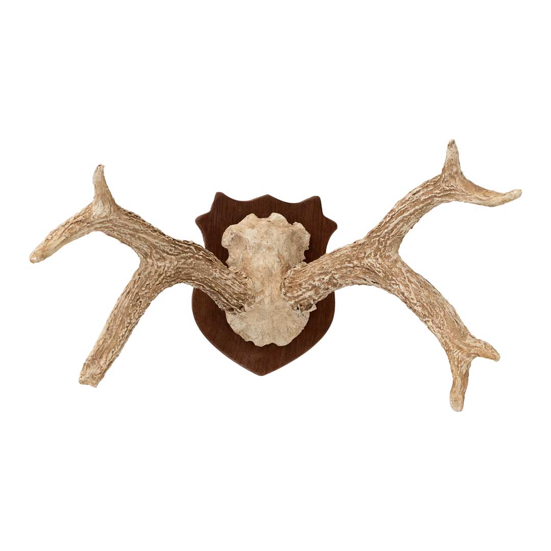 Chifre de Cervo em Moldura