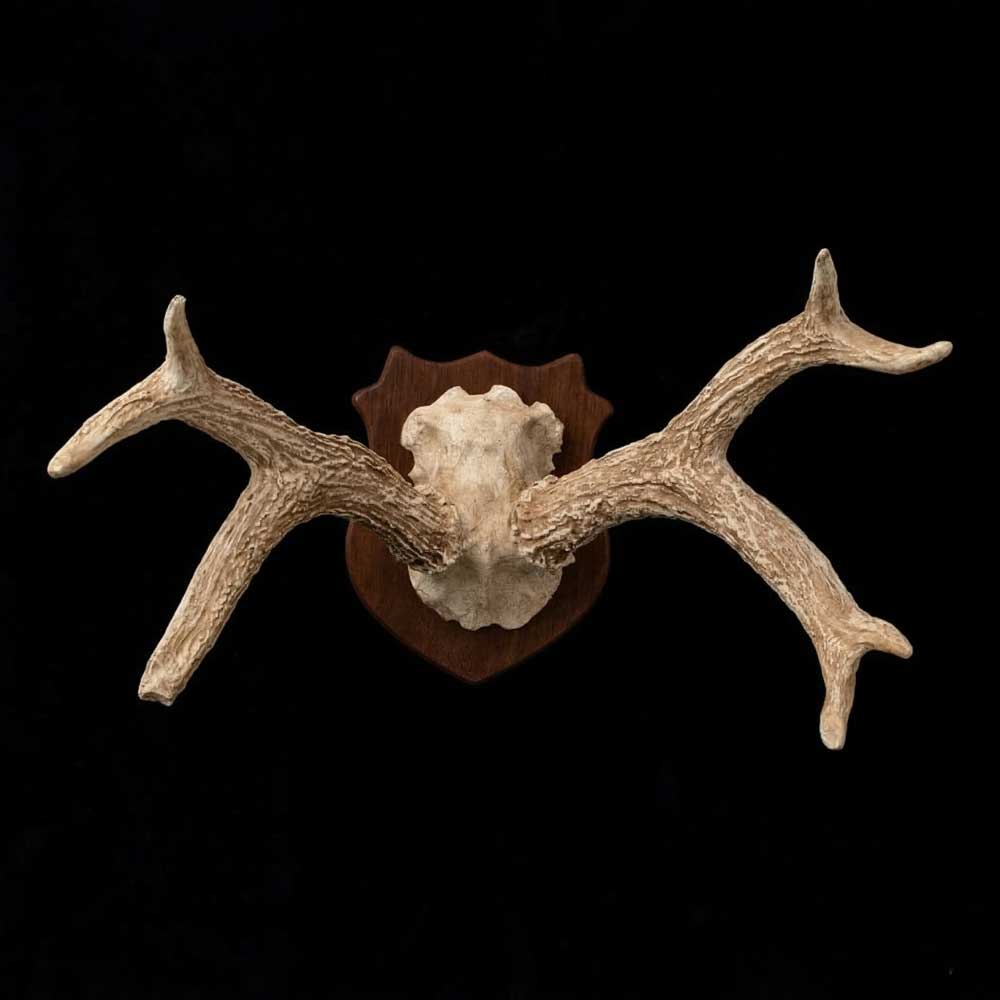 Chifre de Cervo em Moldura