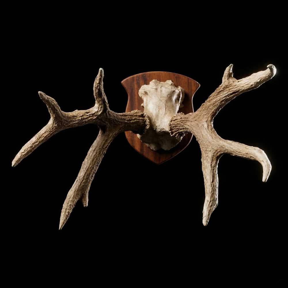 Chifre de Cervo em Moldura