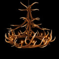 Lustre Wild Elk