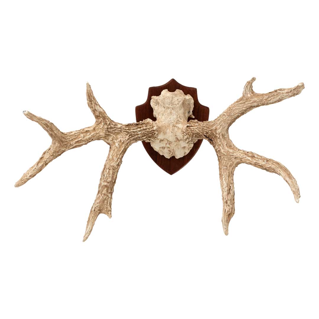 Chifre de Cervo em Moldura