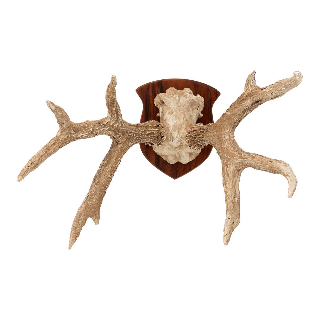 Chifre de Cervo em Moldura