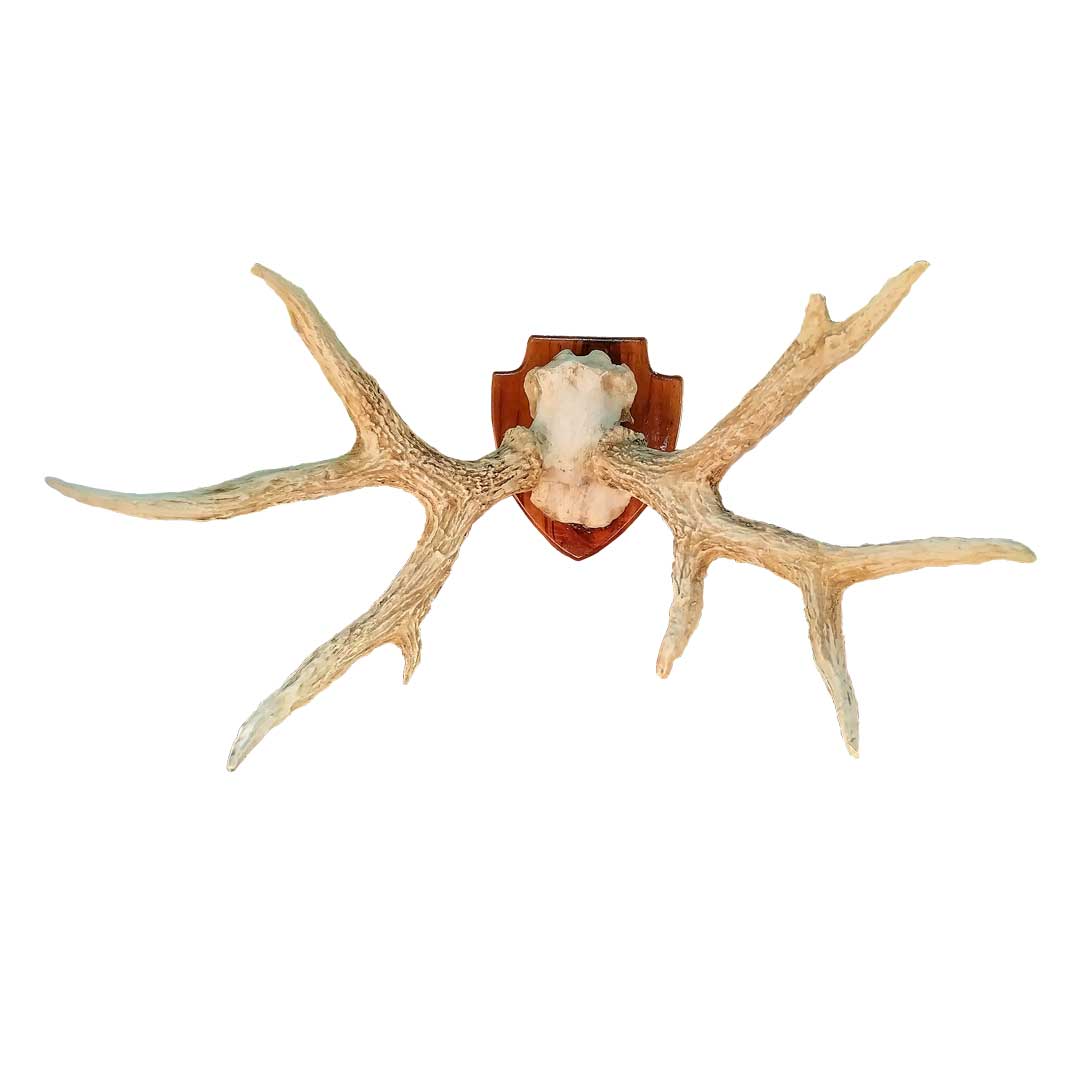 Chifre de Cervo em Moldura