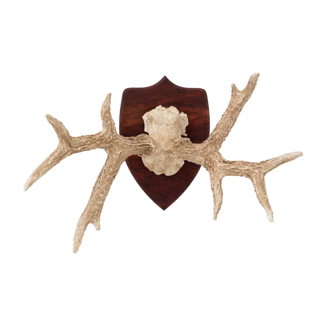 Chifre de Cervo em Moldura