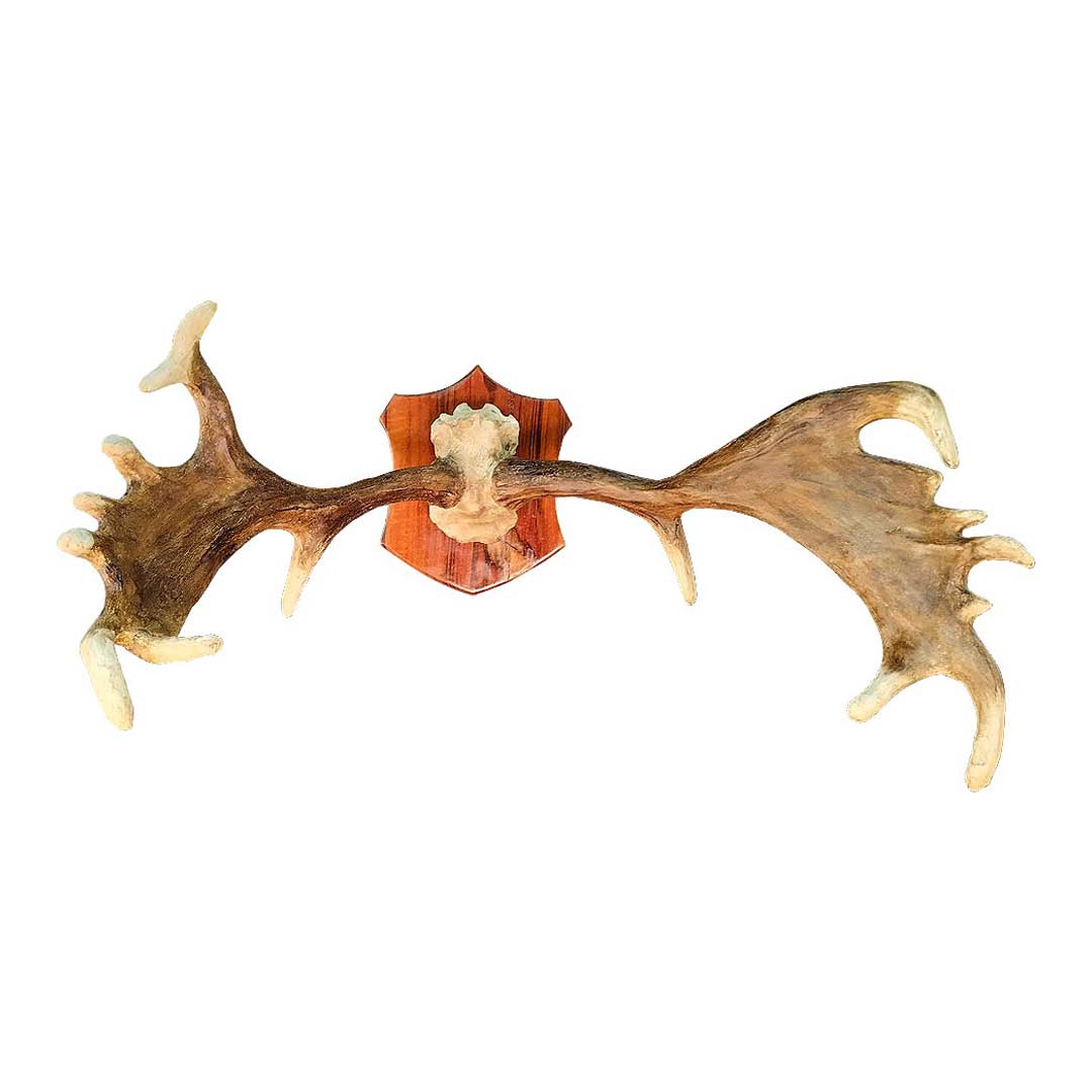 Chifre de Cervo em Moldura